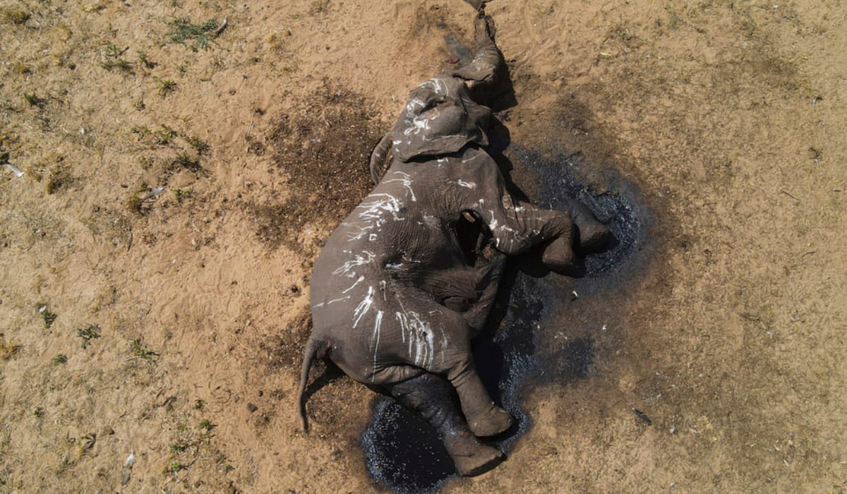 Zimbabwe loses over 100 elephants to drought in its largest national park